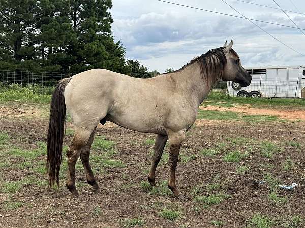 frame-overo-quarter-horse