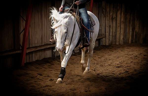 team-ropin-quarter-horse