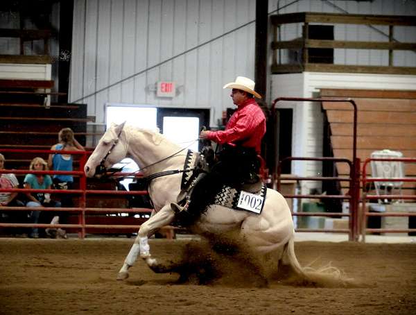 cremello-double-registered-horse