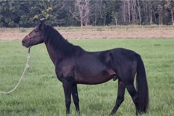 dappled-morgan-horse