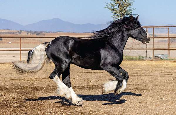 heterozygous-gypsy-vanner-horse