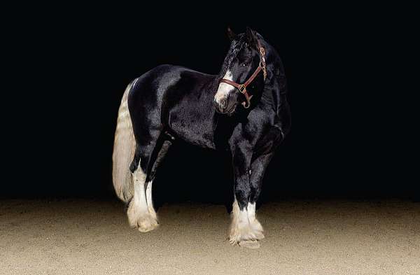 gypsy-stallion