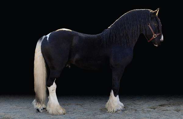 gypsian-stallion