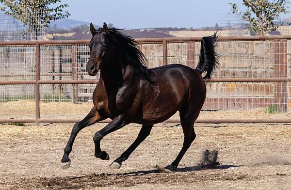 arabian-anglo-arabian-horse