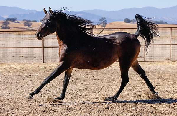 bay-anglo-arabian-stallion