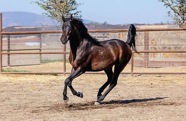 winner-anglo-arabian-horse