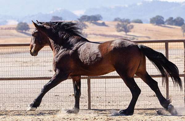 iberian-warmblood-horse
