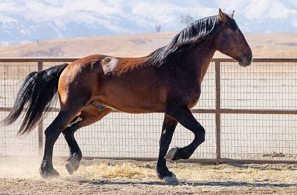 size-warmblood-horse
