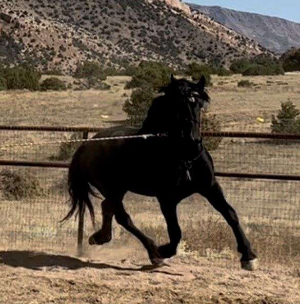 heading-friesian-horse
