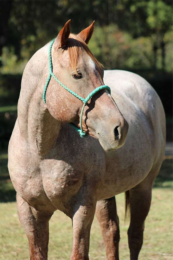 roan-white-homozygous-horse