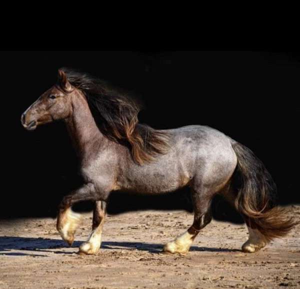 red-roan-4-white-stockings-horse