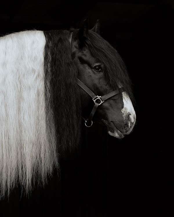 tobiano-gvhs-stallion