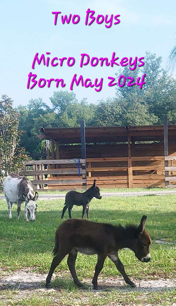 brown-champagne-donkey-miniature-for-sale