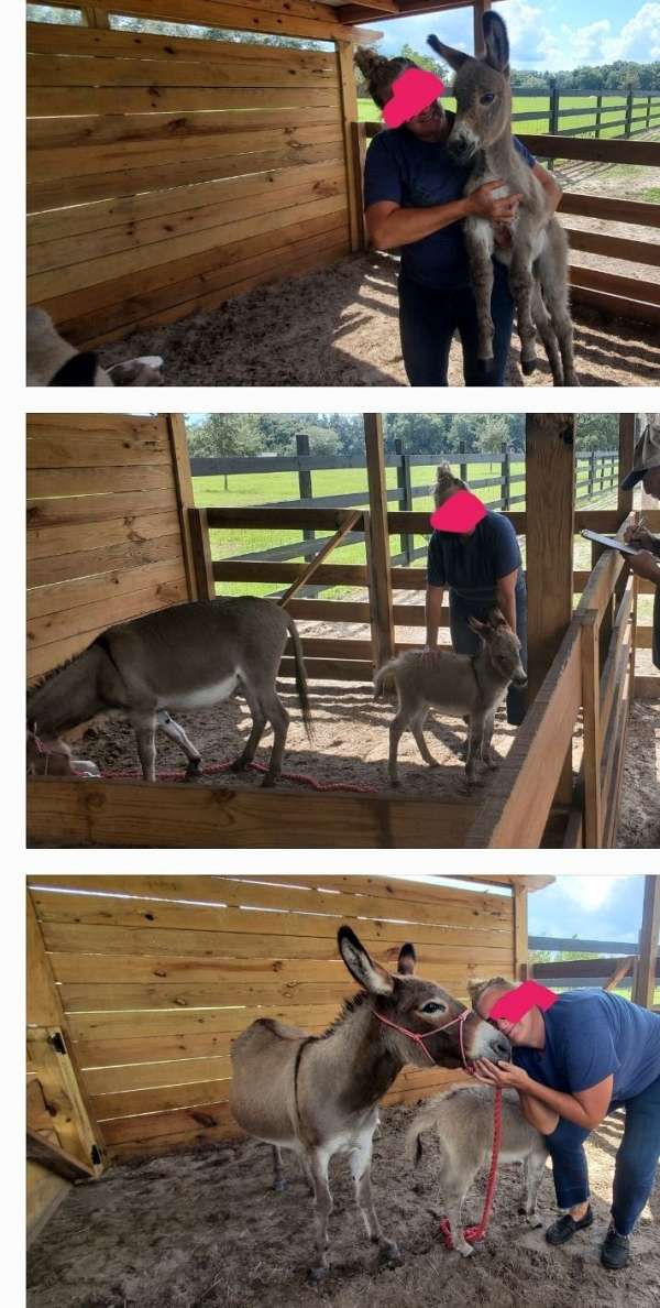 brown-champagne-donkey-miniature-for-sale