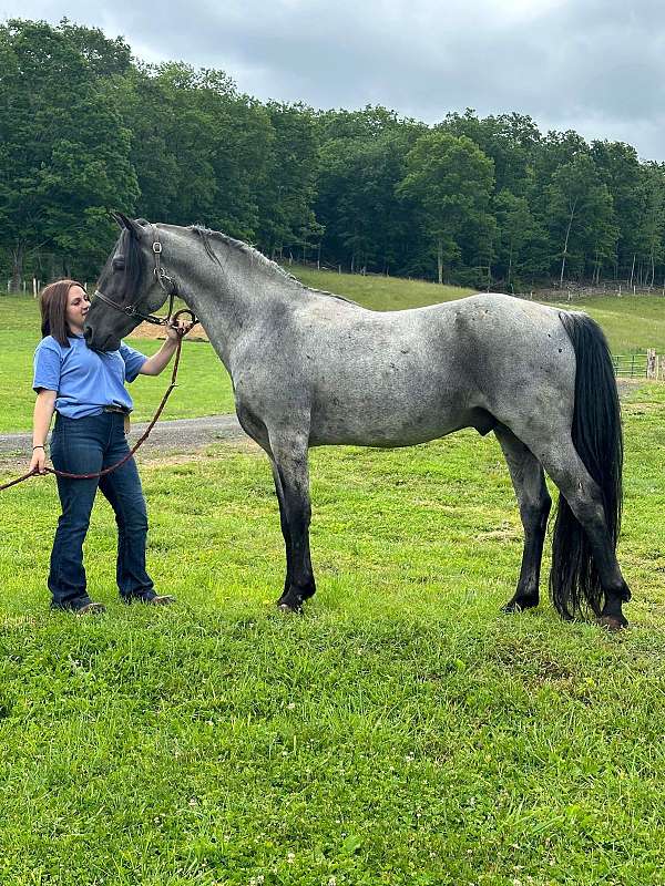 blue-roan-gaited-horse