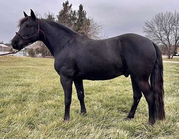 smokey-black-small-star-horse