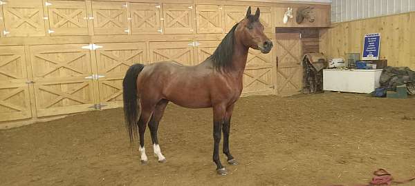arabian-horse-association-stallion