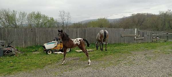 15-hand-arabian-horse