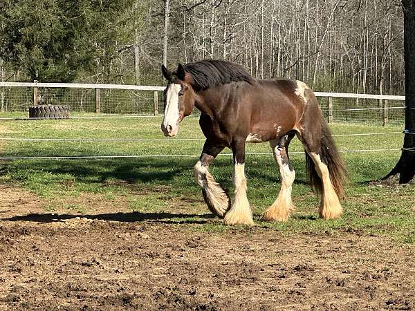 field-hunter-clydesdale-horse