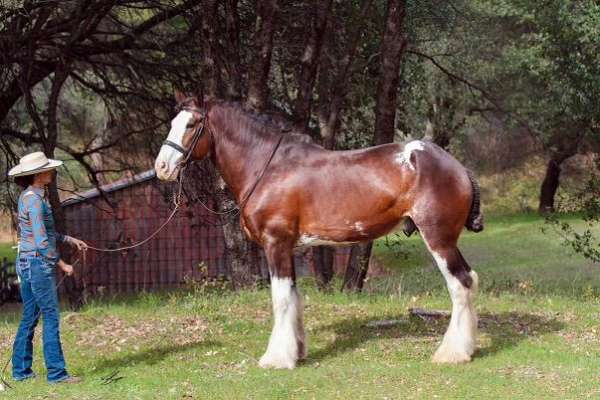 bay-white-stockings-horse