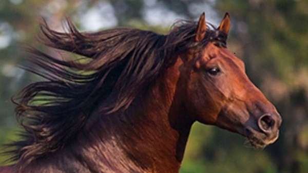 bay-white-socks-horse