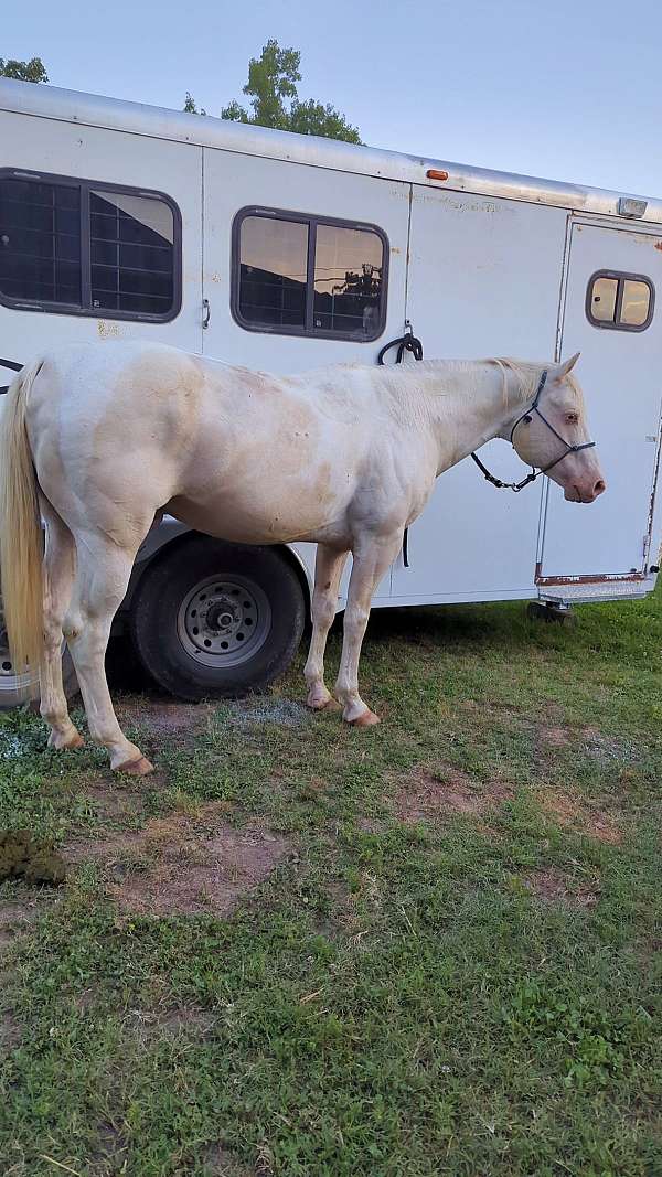 homozygous-tobiano-paint-palomino-horse