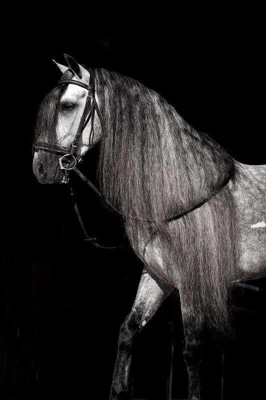 dappled-grey-horse