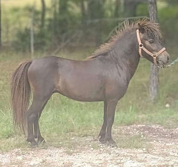 all-around-halter-miniature-horse