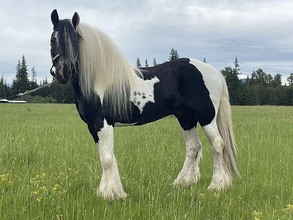 money-winner-gypsy-vanner-horse