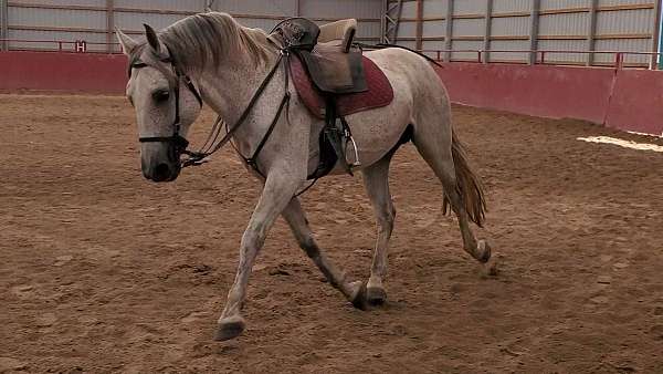 dressage-iberian-lusitano-horse