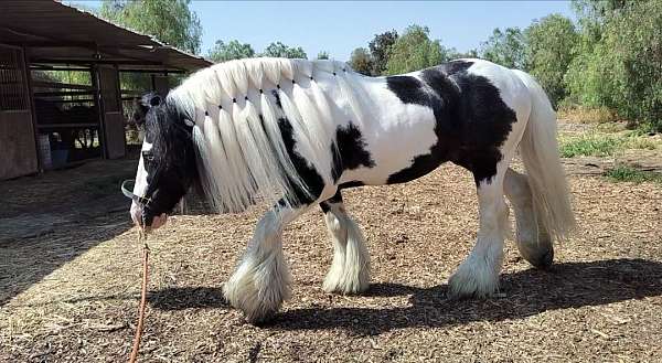 gypsy-vanner-stallion