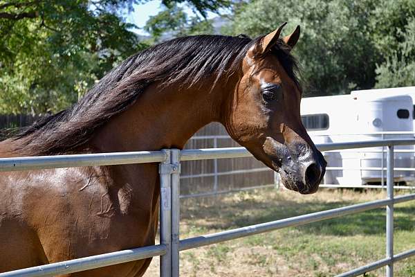 and-small-whites-on-3-legs-horse