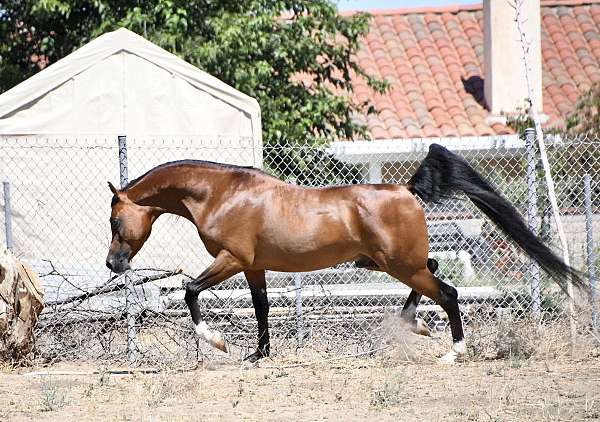 bay-small-whites-on-3-legs-horse