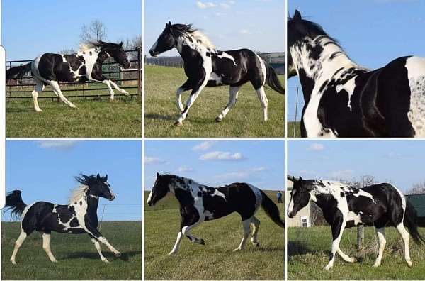 homozygous-tobiano-paint-stallion-horse