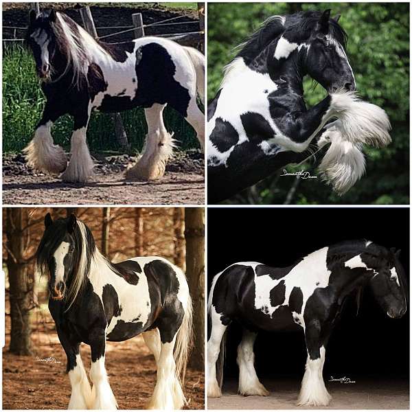 homozygous-tobiano-gypsy-vanner-stallion-horse