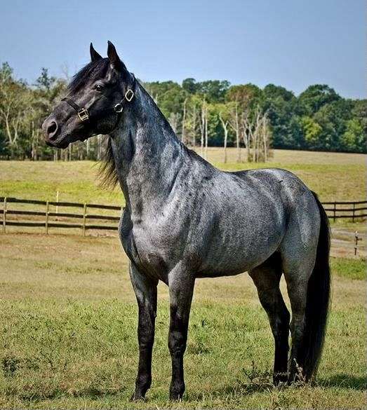 rocky-mountain-stallion