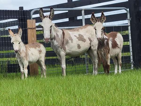 white-spotted-horses-for-sale