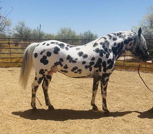 shipped-semen-appaloosa-horse