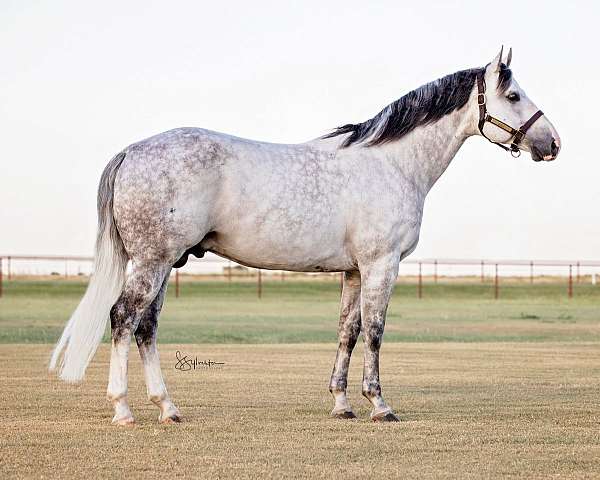 quarter-horse-stallion