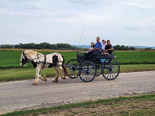 gypsy-vanner-horse-for-sale