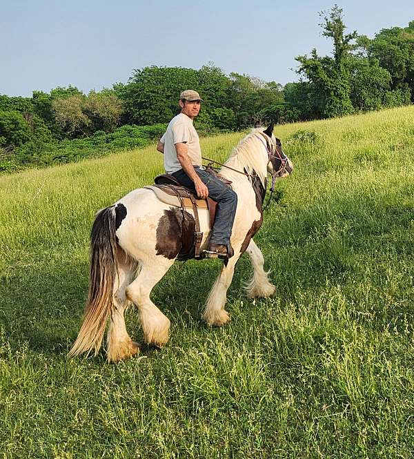 gypsy-vanner-horse