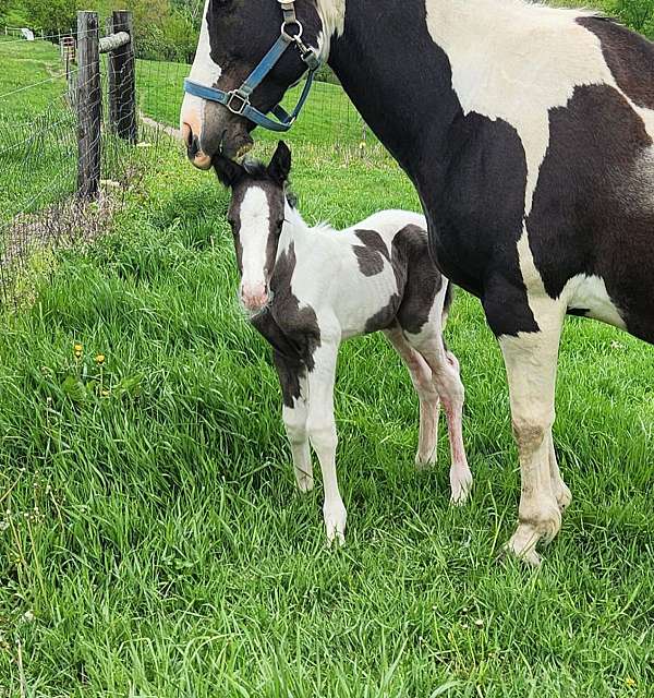 gypsy-vanner