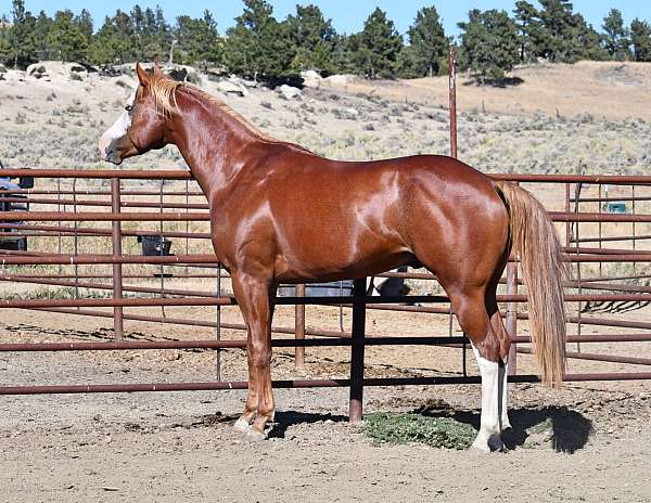 flaxen-mane-paint-horse