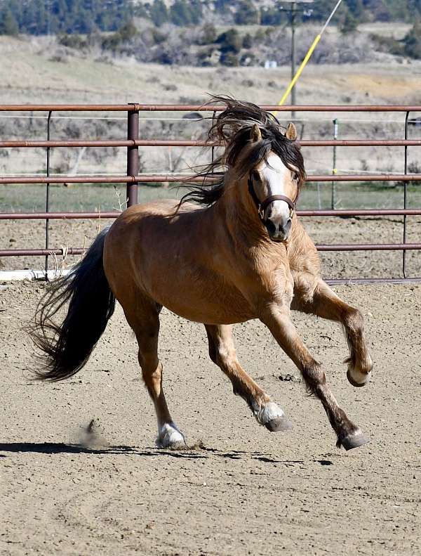 WPCSA Palomino Roan Stallion by 