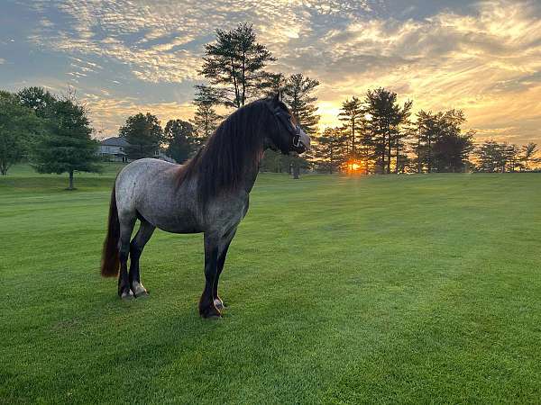 blue-roan-welsh-pony-stallion