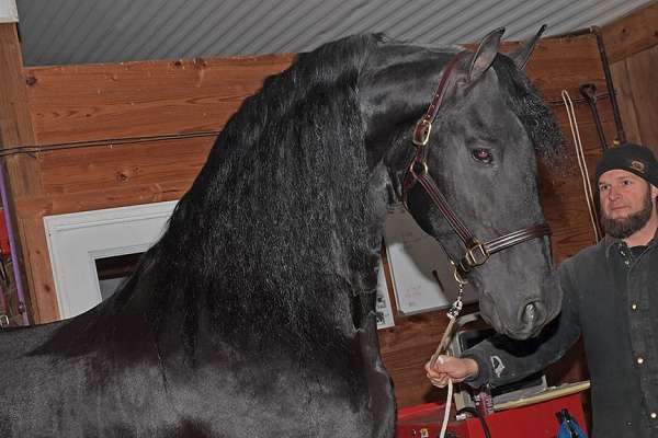 fsha-friesian-stallion