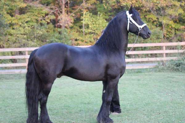 flashy-friesian-horse