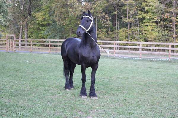 pedigree-friesian-horse