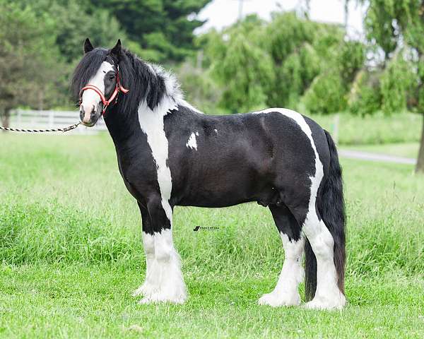 tobiano-triple-registered-gypsy-vanner-miniature-horse