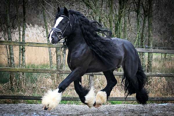 black-ics-stallion